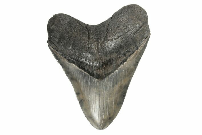 Serrated, Fossil Megalodon Tooth - South Carolina #181117